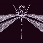 Drawing of a damselfly in white on a black background