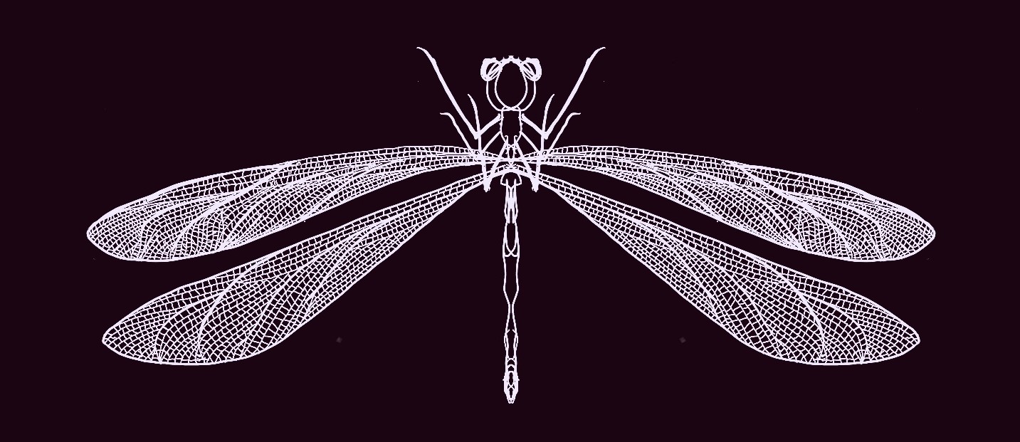 Drawing of a damselfly in white on a black background